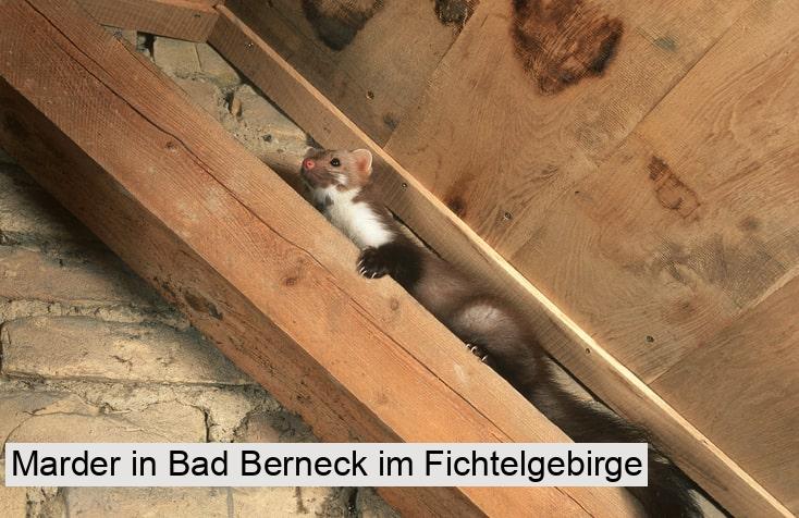 Marder in Bad Berneck im Fichtelgebirge